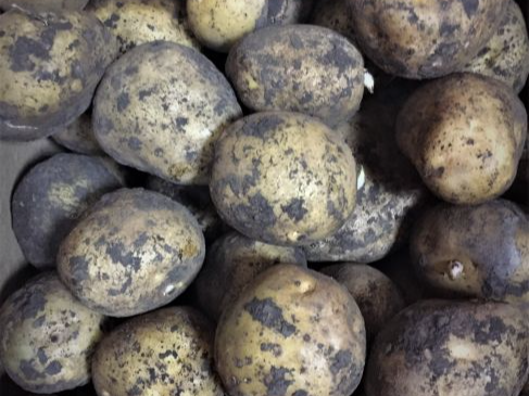 Клубневый анализ семенного картофеля