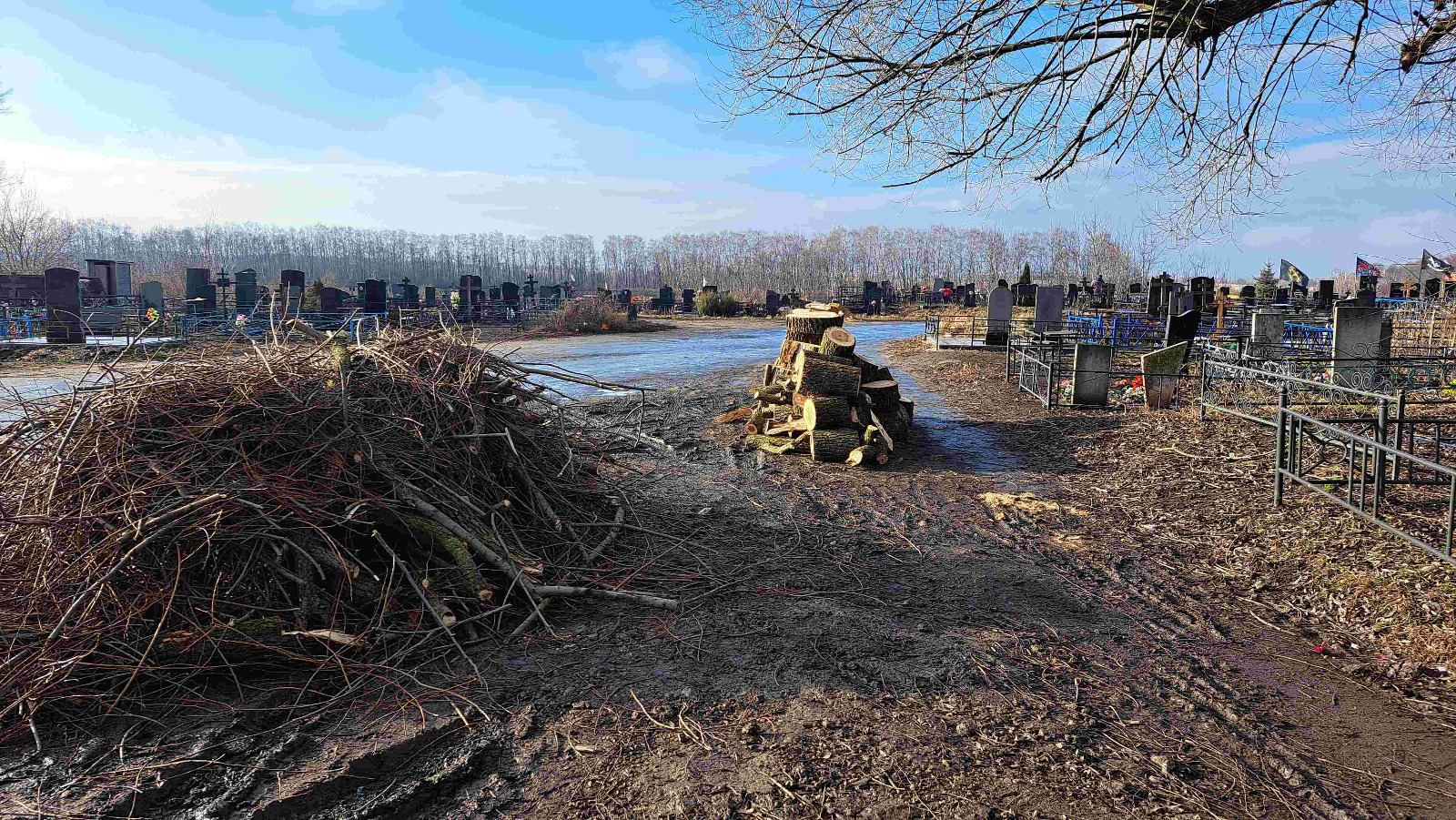 Городское кладбище очищают от старых деревьев (фоторепортаж)