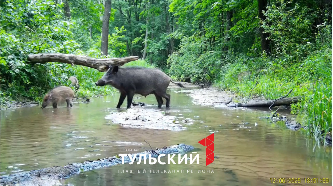 На водопое на границе Тульской области заметили кабанят, енотовидных собак и лося На водопое на границе Тульской области заметили кабанят, енотовидных собак и лося
