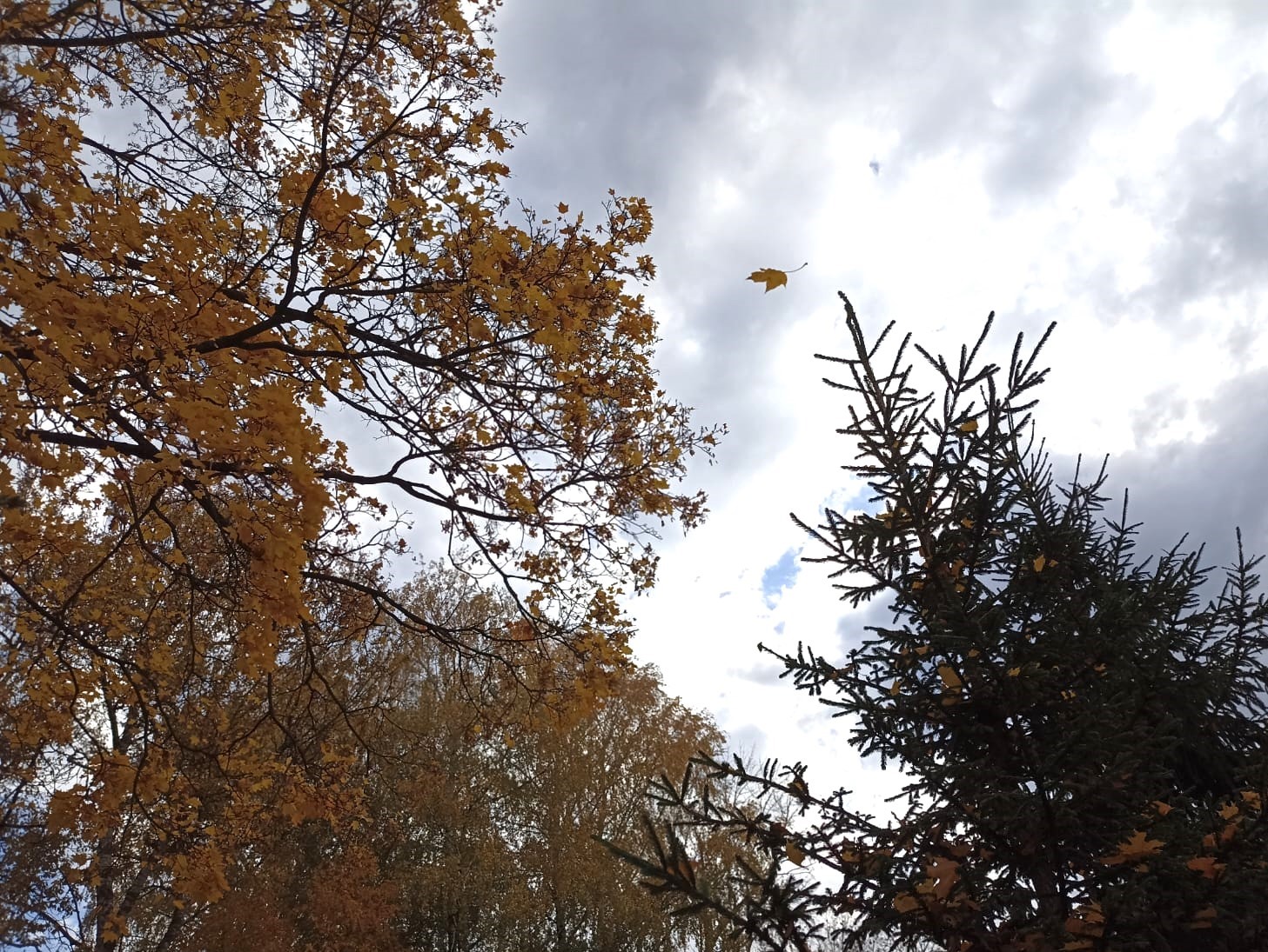 Погода на 13 октября: дождь и порывы ветра