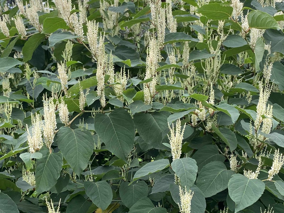 Горец сахалинский растет и в Кимовске