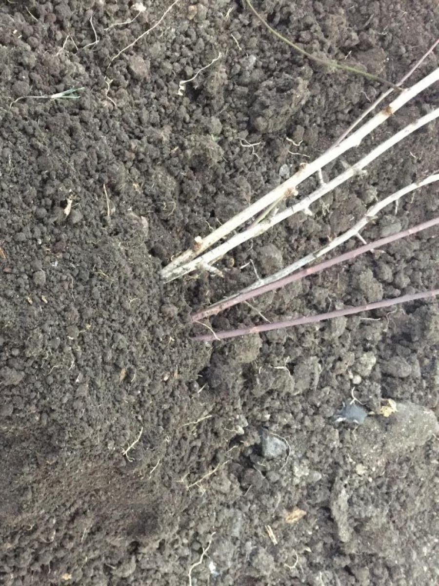 Как перезимовать саженцам Как перезимовать саженцам