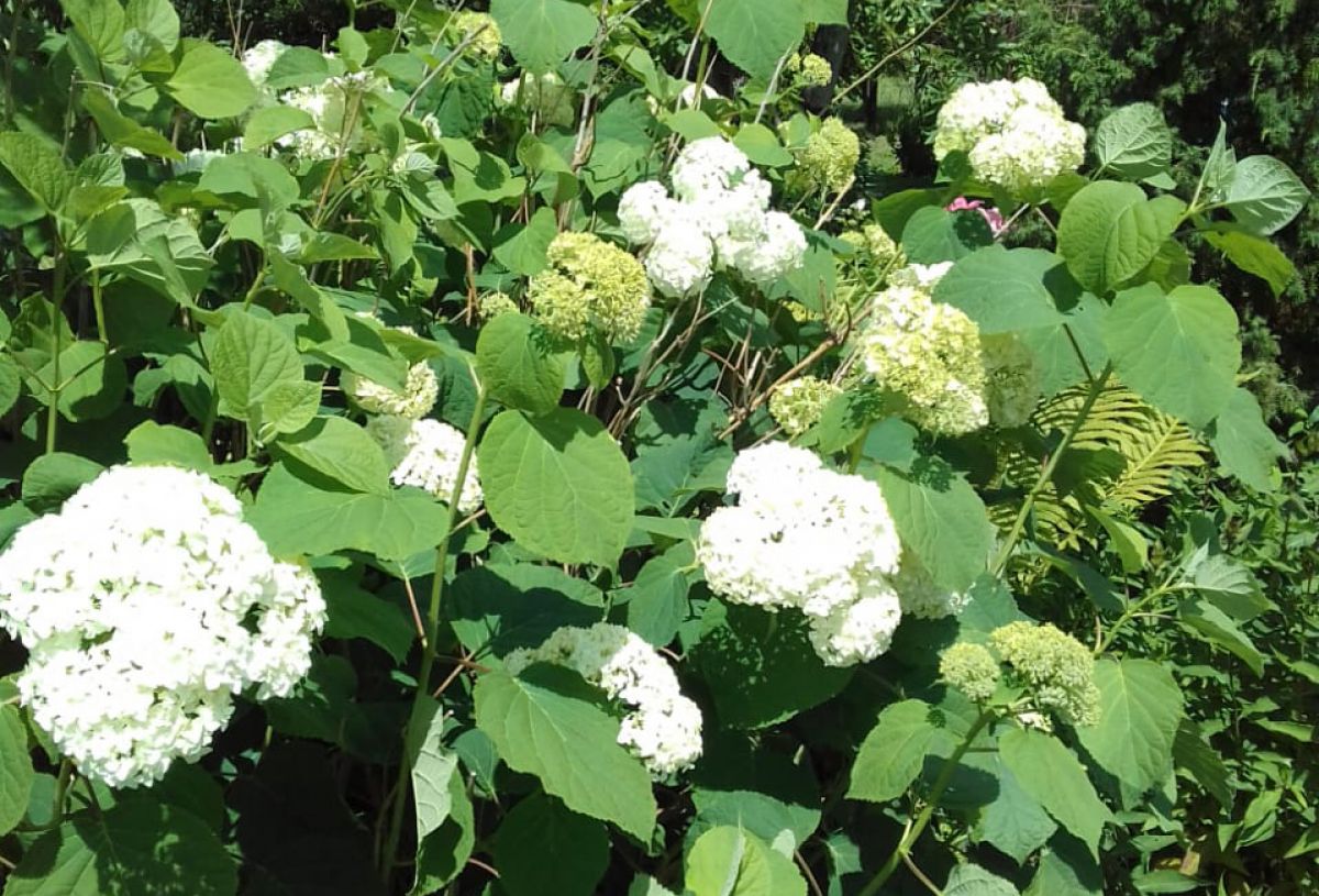 Осенняя обрезка гортензий