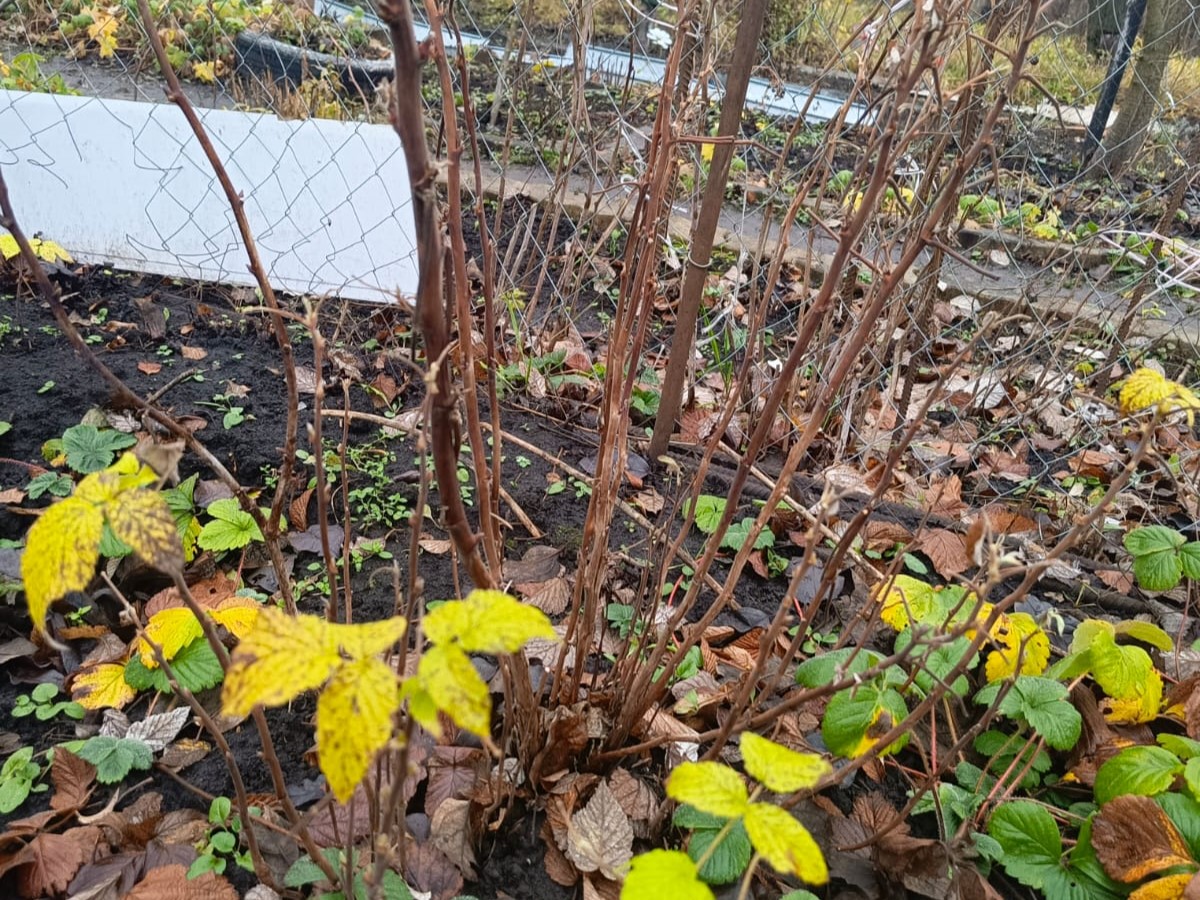 Где зимуют вредители сада и огорода Где зимуют вредители сада и огорода