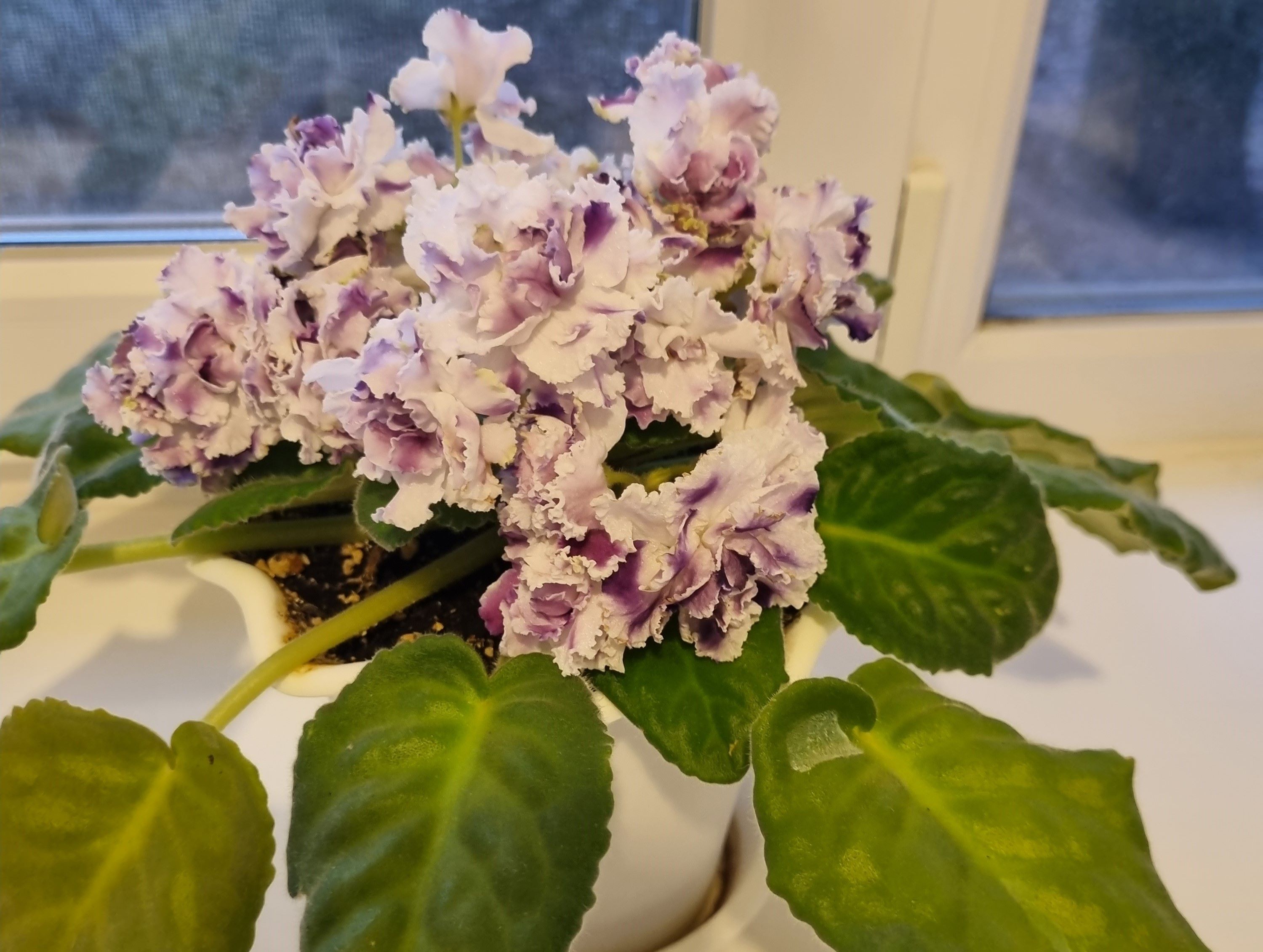 Уход за фиалками зимой Уход за фиалками зимой