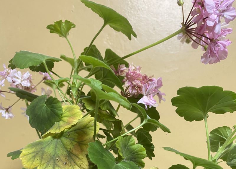 Если листья герани пожелтели Если листья герани пожелтели