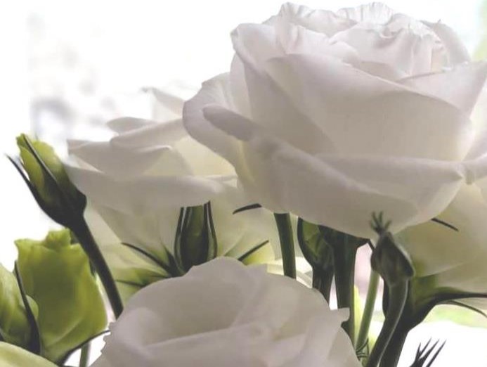 Ирландскую розу высевают зимой