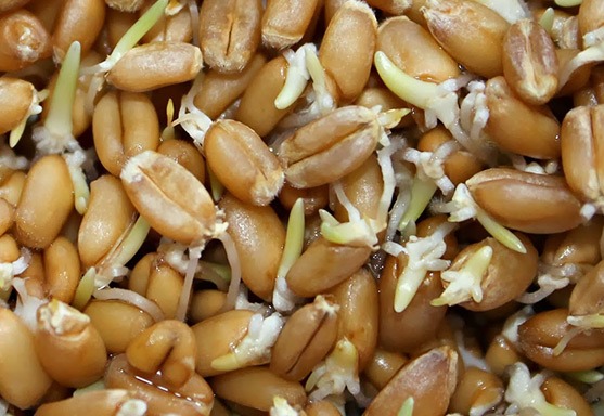 О пользе пророщенных семян пшеницы