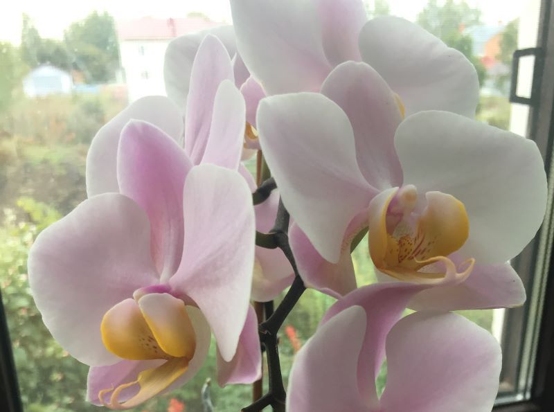 Пересаживать или не пересаживать орхидеи