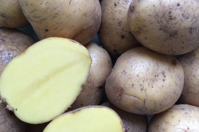 Весь семенной картофель в районе соответствует требованиям стандарта