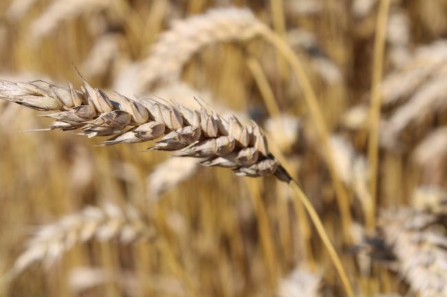 Киреевским аграриям рассказали о послеуборочном дозревании семян