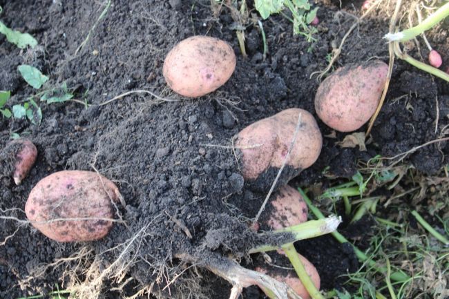 Киреевчанам рассказали, как хранить картофель зимой