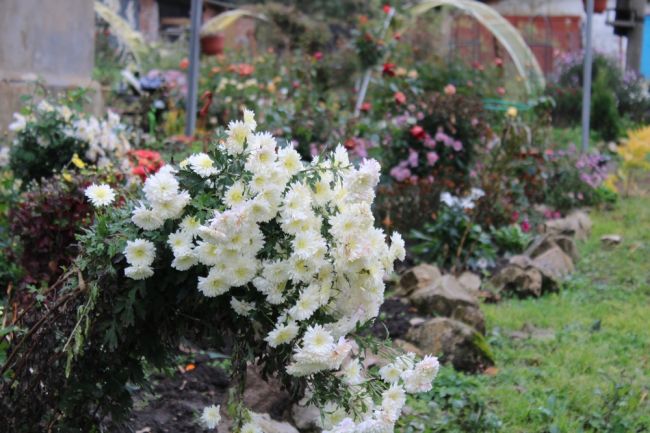 Киреевчанам посоветовали, как правильно ухаживать за хризантемами в конце сезона