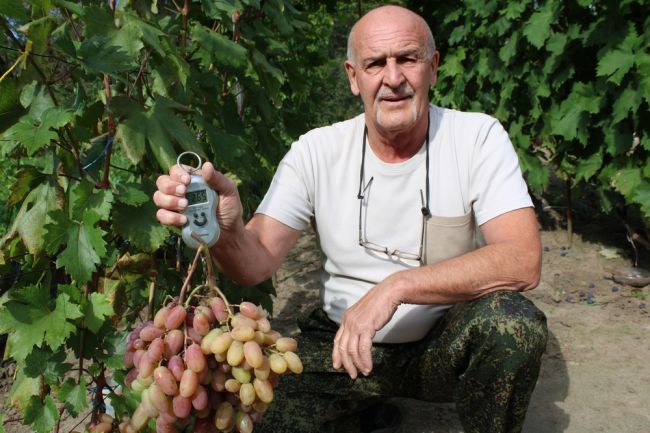 Житель Киреевского района вырастил виноградные гроздья по три килограмма