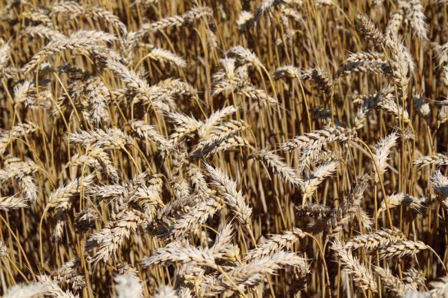 Киреевским аграриям рассказали о технологии возделывания озимой пшеницы