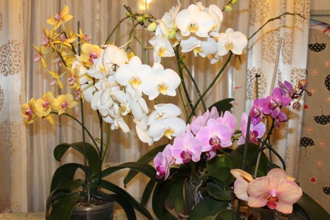 Киреевчанам рассказали, как правильно поливать орхидею зимой
