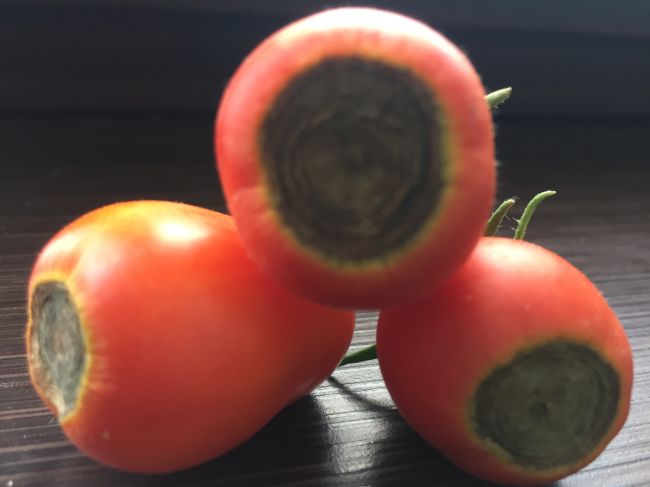 Киреевским огородникам рассказали о вершинной гнили томатов