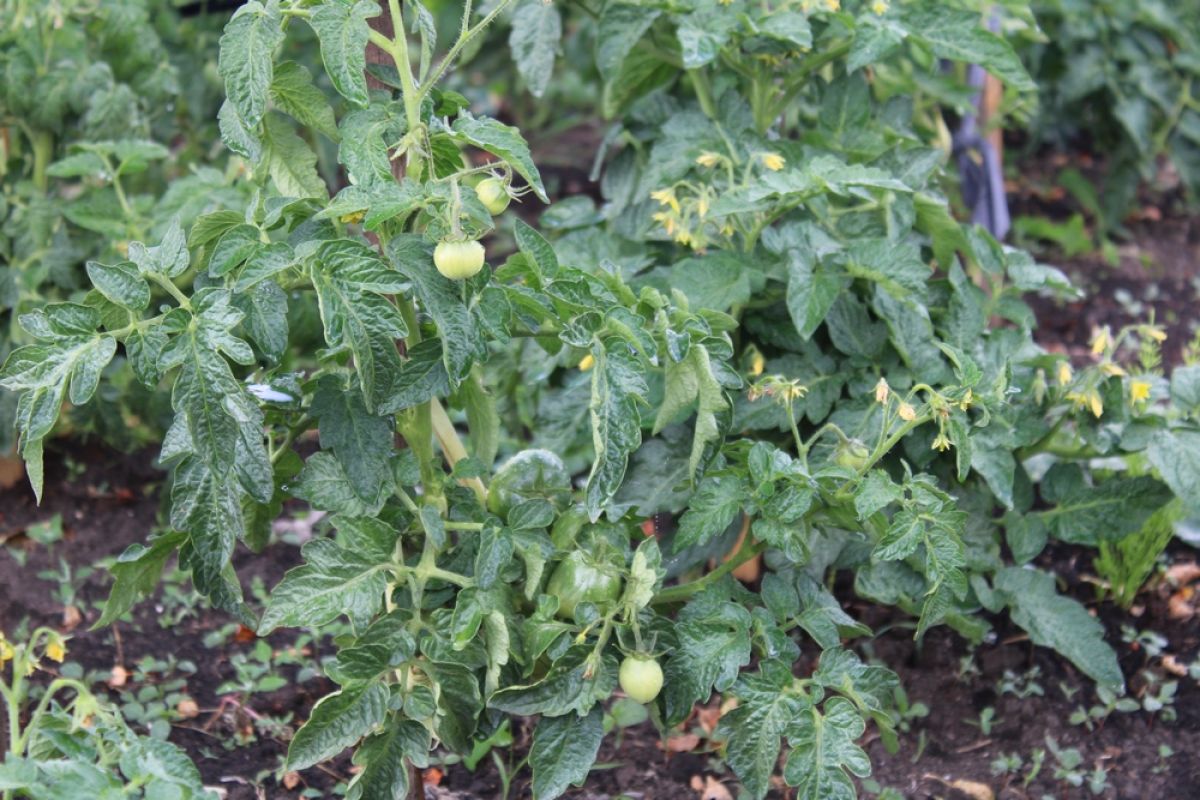 Киреевским огородникам рассказали о пасынкование томатов - обязательной процедуре для полноценного урожая