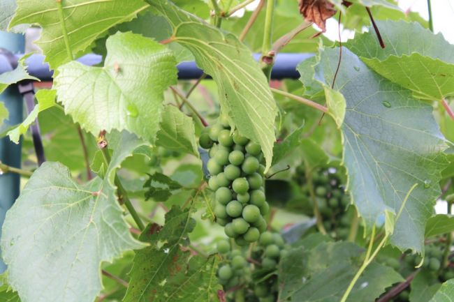 Киреевчанам рассказали о  болезнях винограда