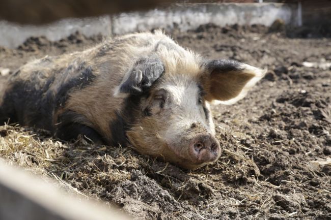В Тульской области откроют два свиноводческих комплекса