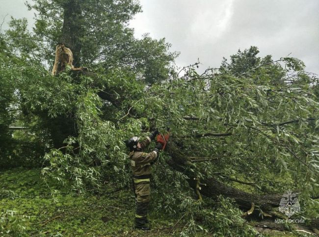 В Тульской области ветер поломал 42 дерева и повредил 9 машин