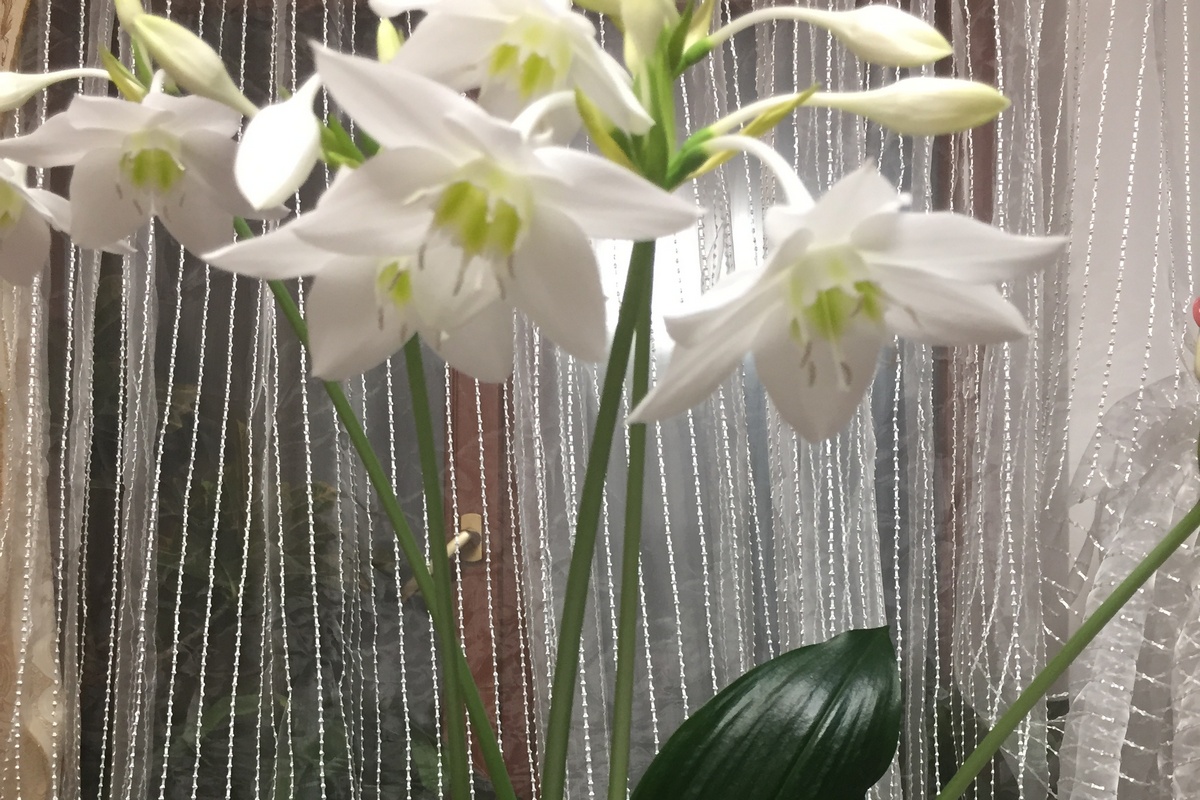 Киреевчанам рассказали о выращивании амазонской лилии Киреевчанам рассказали о выращивании амазонской лилии