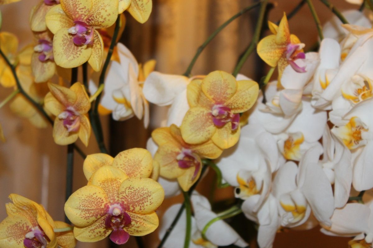 Киреевчанам рассказали, как правильно ухаживать за орхидеями зимой Киреевчанам рассказали, как правильно ухаживать за орхидеями зимой