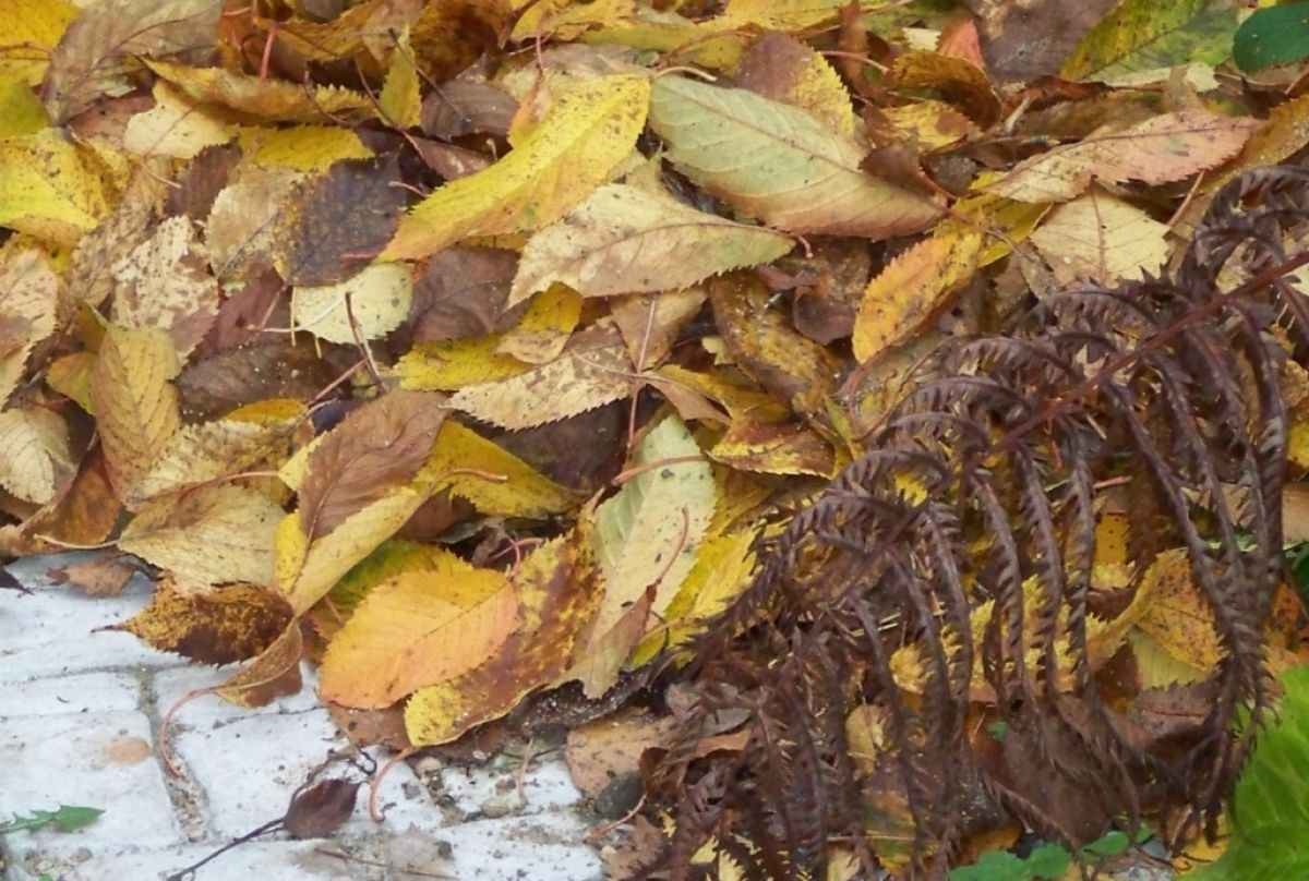 Киреевским садоводам и огородникам рассказали о пользе опавших листьев в огороде Киреевским садоводам и огородникам рассказали о пользе опавших листьев в огороде