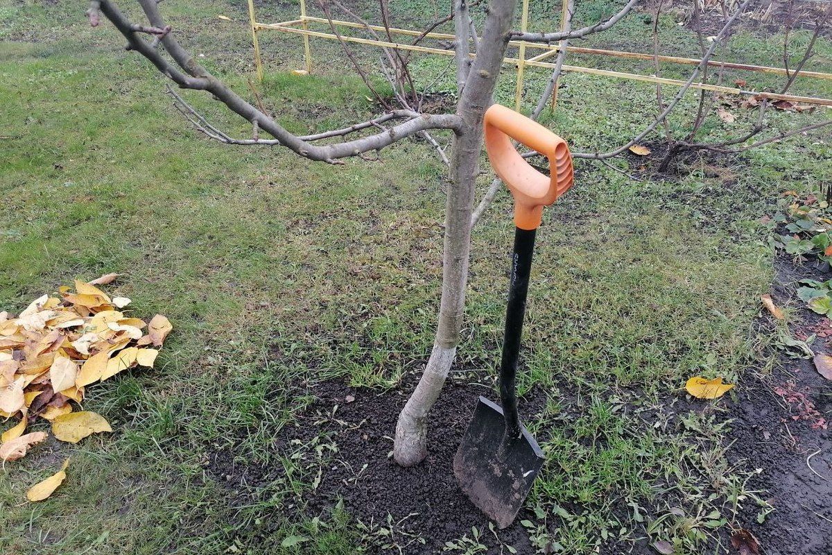 Киреевским садоводам рассказали об осенней прикопке саженцев Киреевским садоводам рассказали об осенней прикопке саженцев