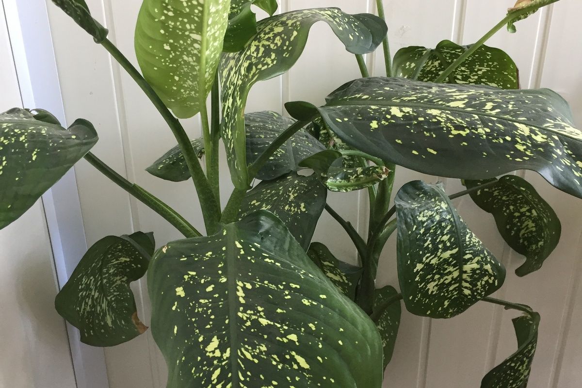 Киреевским цветоводам напомнили, какие комнатные растения могут быть ядовитыми Киреевским цветоводам напомнили, какие комнатные растения могут быть ядовитыми