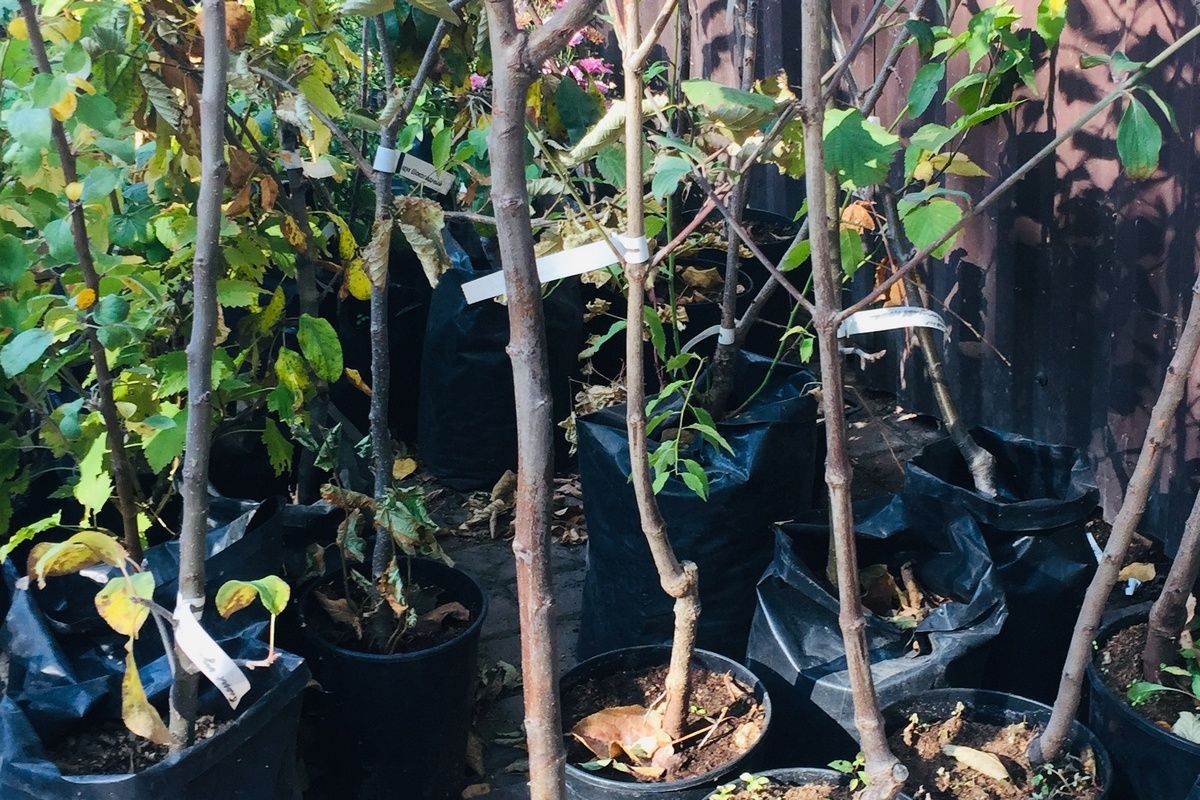 Киреевчанам напомнили, что нужно знать при покупке саженцев Киреевчанам напомнили, что нужно знать при покупке саженцев