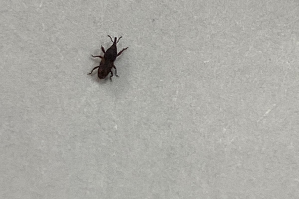 Киреевчанам рассказали, как бороться с долгоносиком на кухне