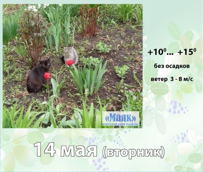 14 мая: погода в Киреевском районе и народные приметы дня