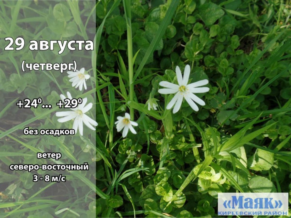 29 августа: погода в Киреевском районе и народные приметы дня