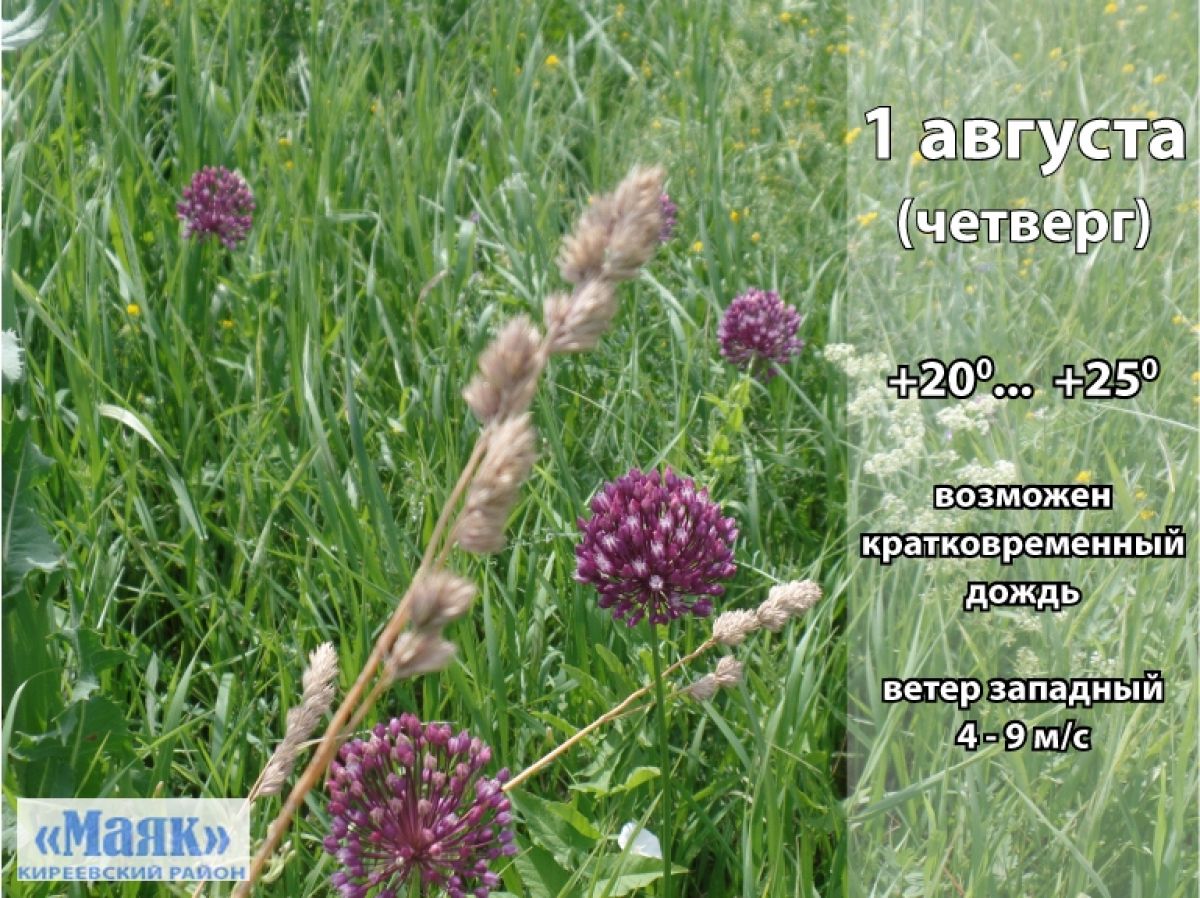 1 августа: погода в Киреевском районе и народные приметы дня