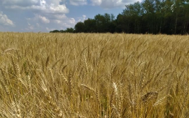 Жителям Киреевского района рассказали о полевой апробации сортовых посевов
