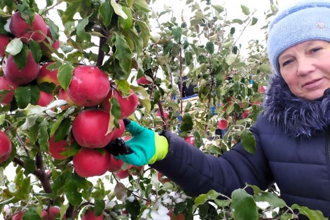 Администрация района помогла в сборе урожая яблок