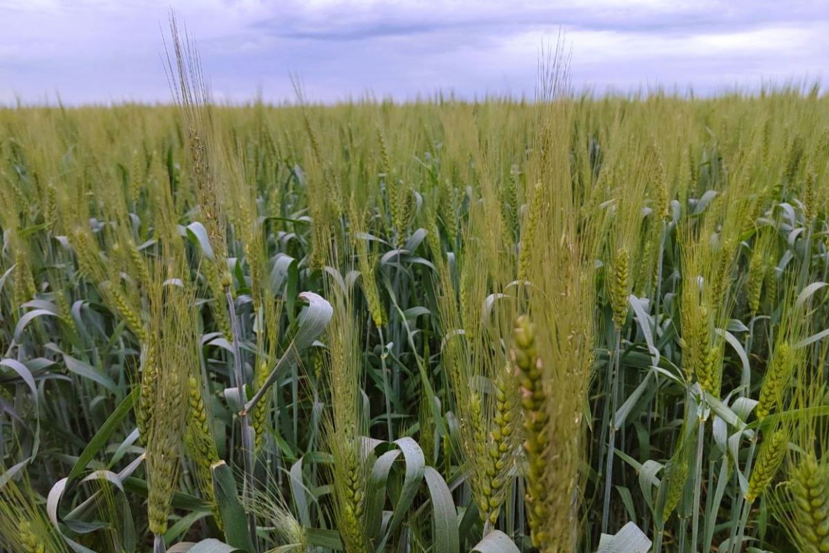 Почему необходима апробация сортовых посевов рассказали специалисты Куркинского отдела «Россельхозцентра»