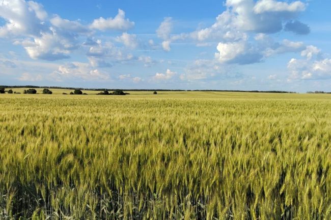 Куркинский отдел филиала «Россельхозцентра» о порядке производства и документирования семян