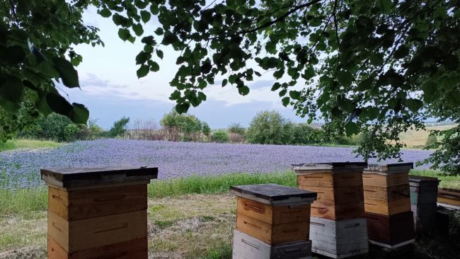 Специалисты «Россельхозцентра» рассказали о пользе пчеловодства