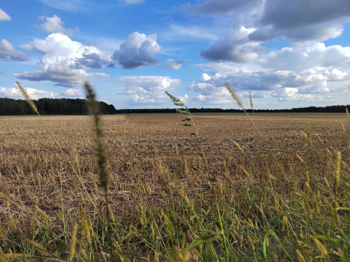 В Куркино переменчивая облачность, без осадков