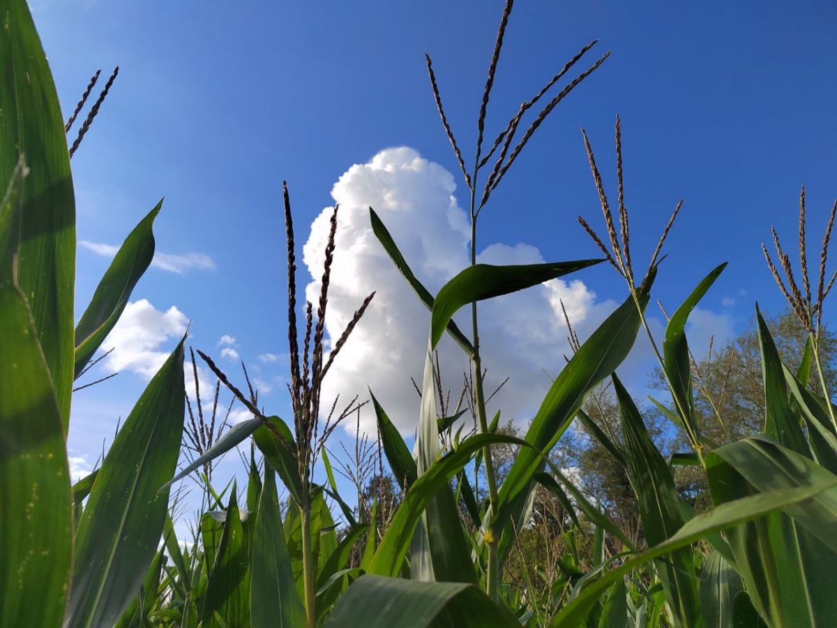 Сегодня в Куркинском районе +26°C