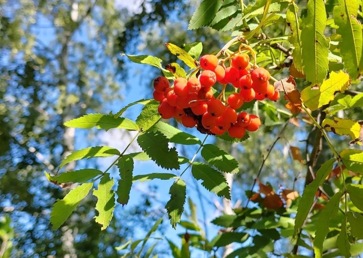 В Куркинском районе облачно, без осадков