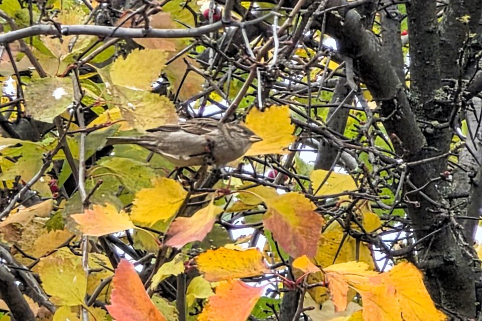 В Куркино днем будет облачно, без осадков