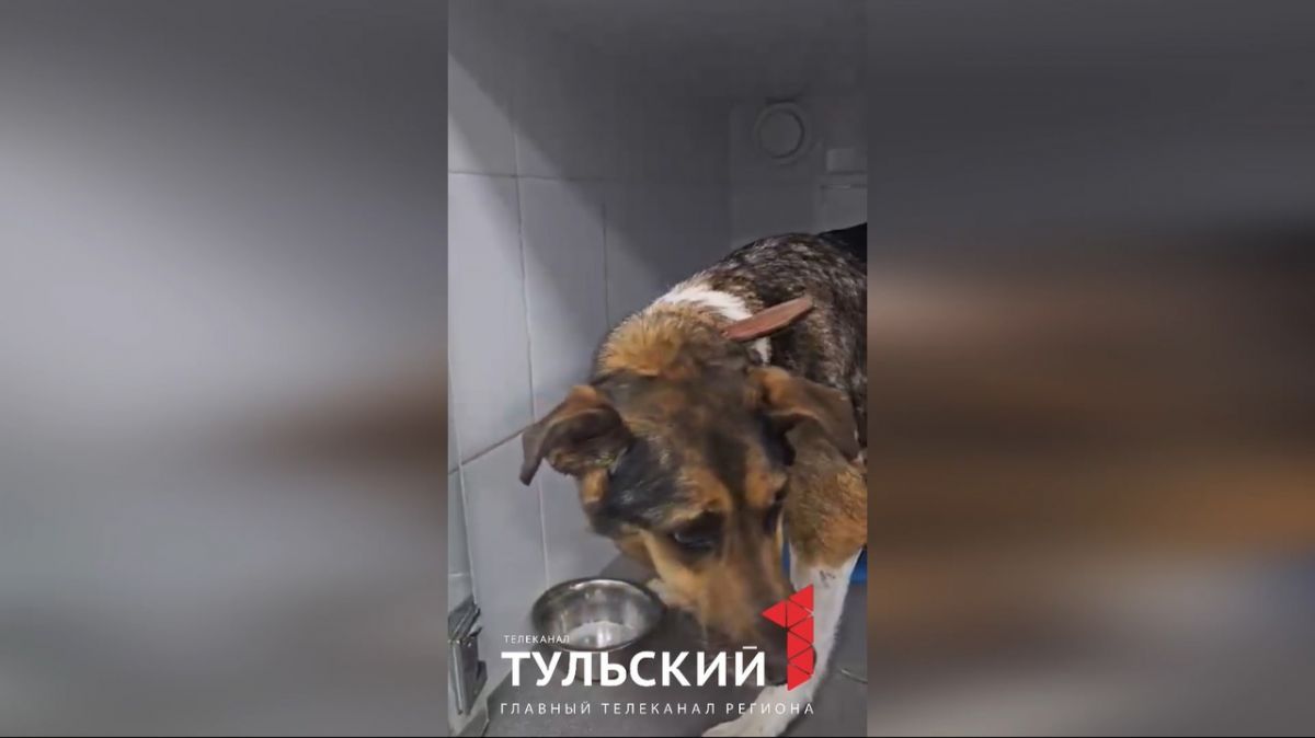 Благодаря поддержке жителей Тулы бродячей собаке удалили опухоль