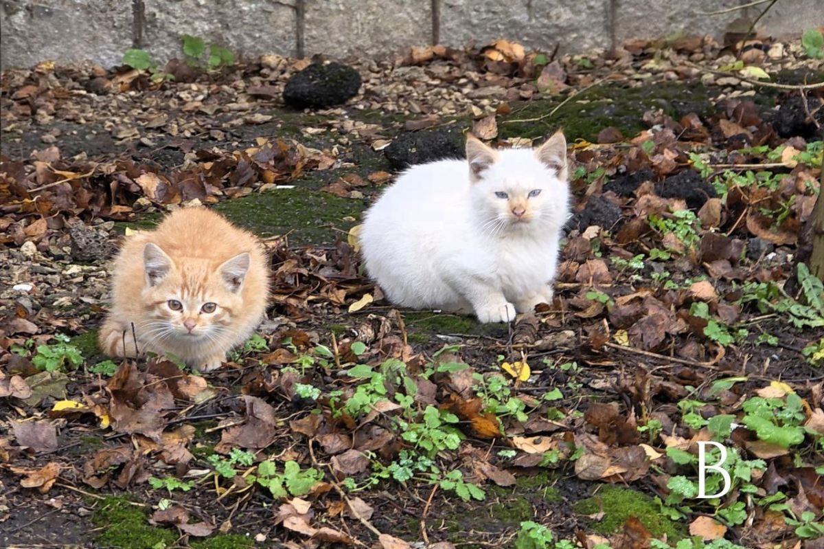 В Куркино днем будет пасмурно, без осадков