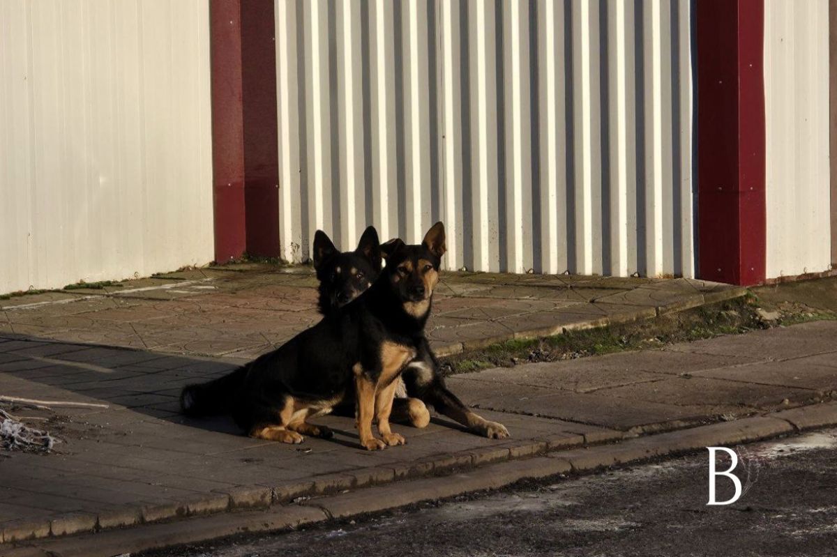 В Куркино переменчивая облачность, без осадков