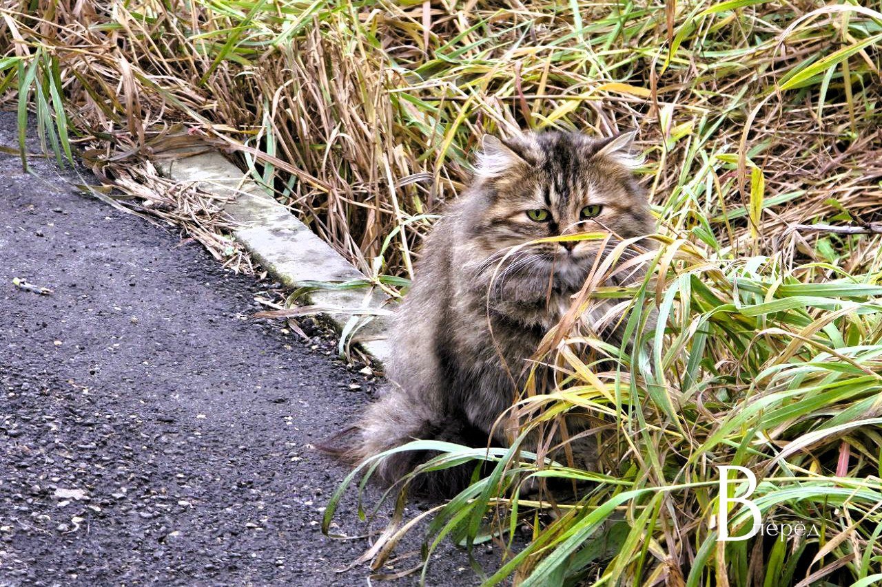 В Куркино облачно, местами с прояснением, без осадков