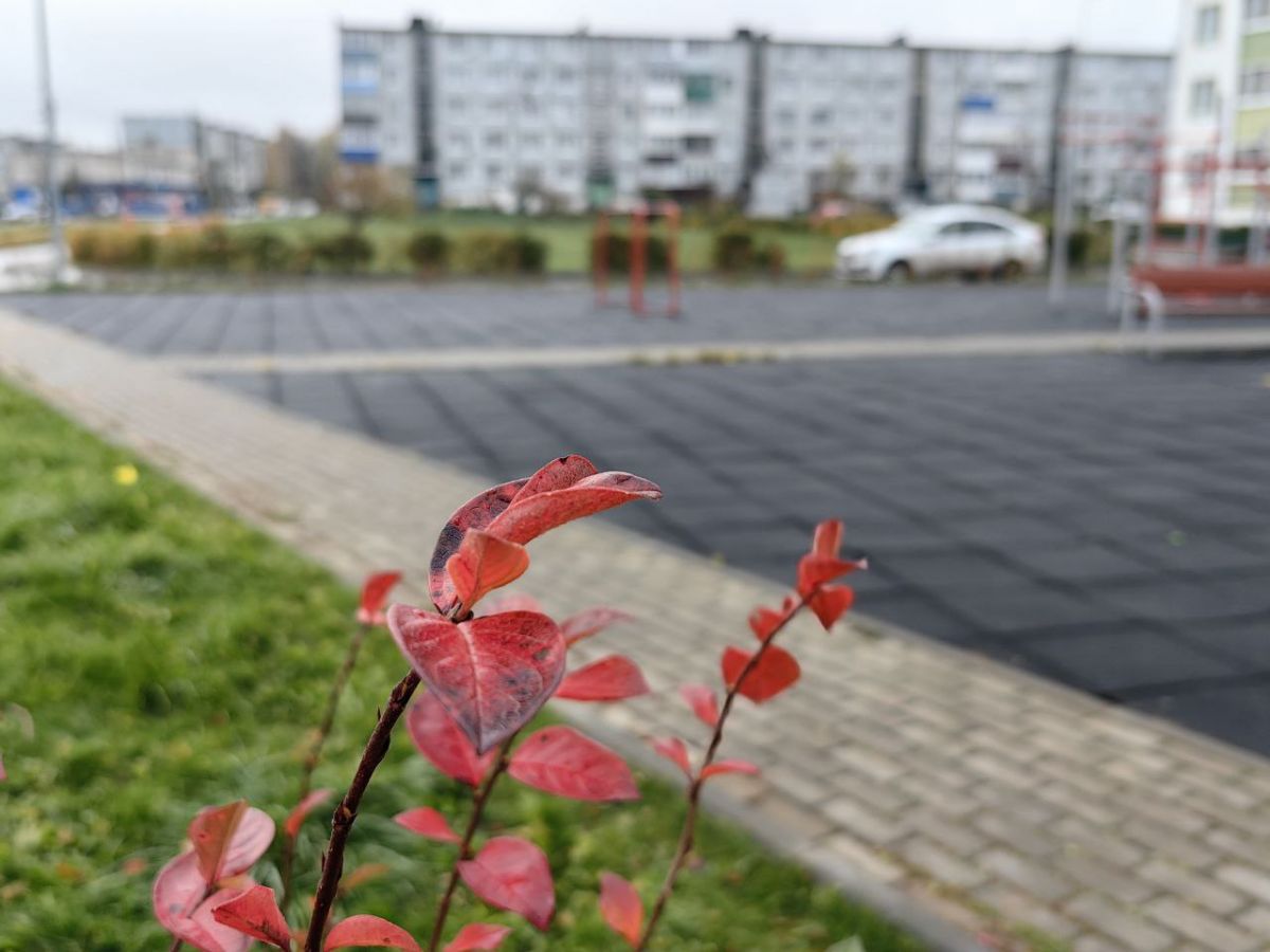 Осенняя прикопка саженцев: как сохранить молодые деревья до весны Осенняя прикопка саженцев: как сохранить молодые деревья до весны