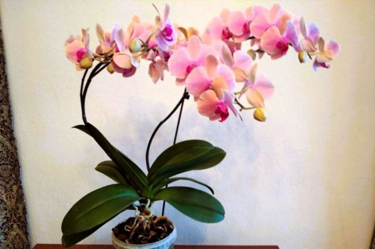 Орхидея зимой: как сохранить тропическую красавицу Орхидея зимой: как сохранить тропическую красавицу